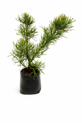 Arbol desnudo
