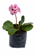Bergenia