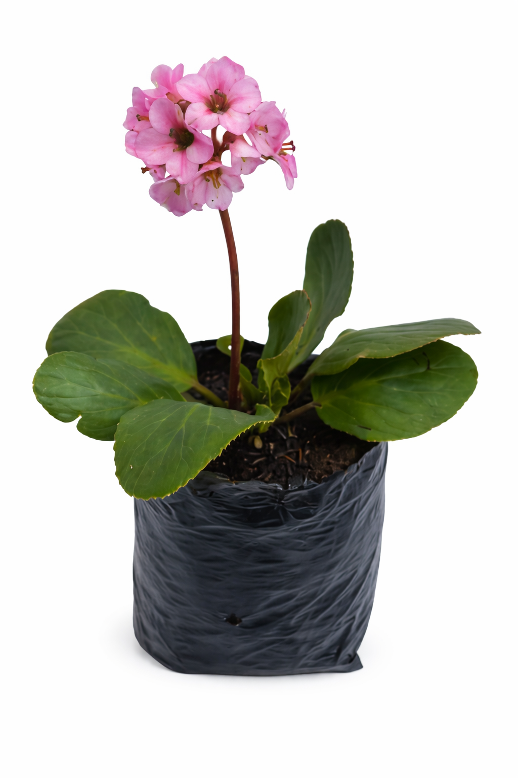 Bergenia
