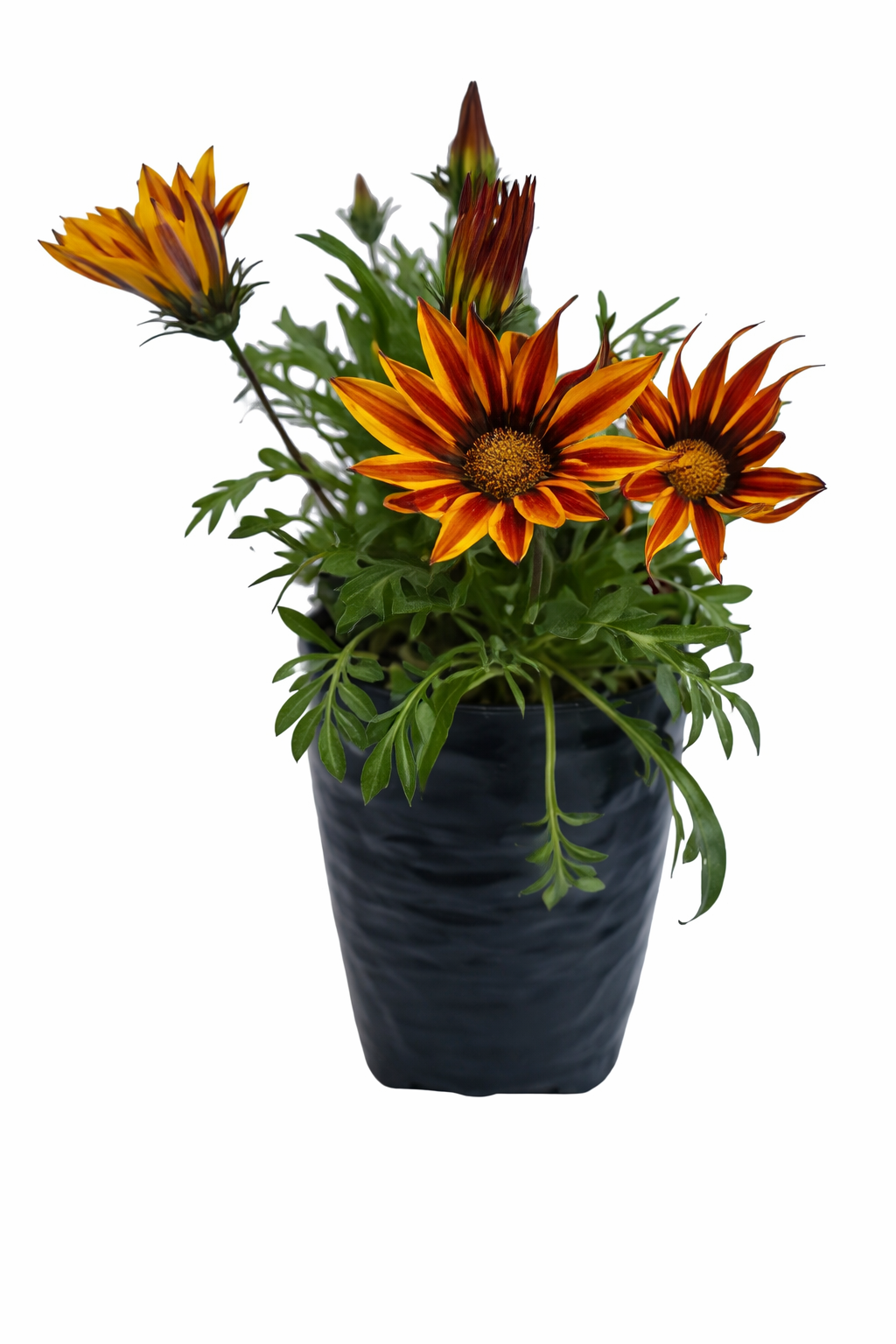 Gazania