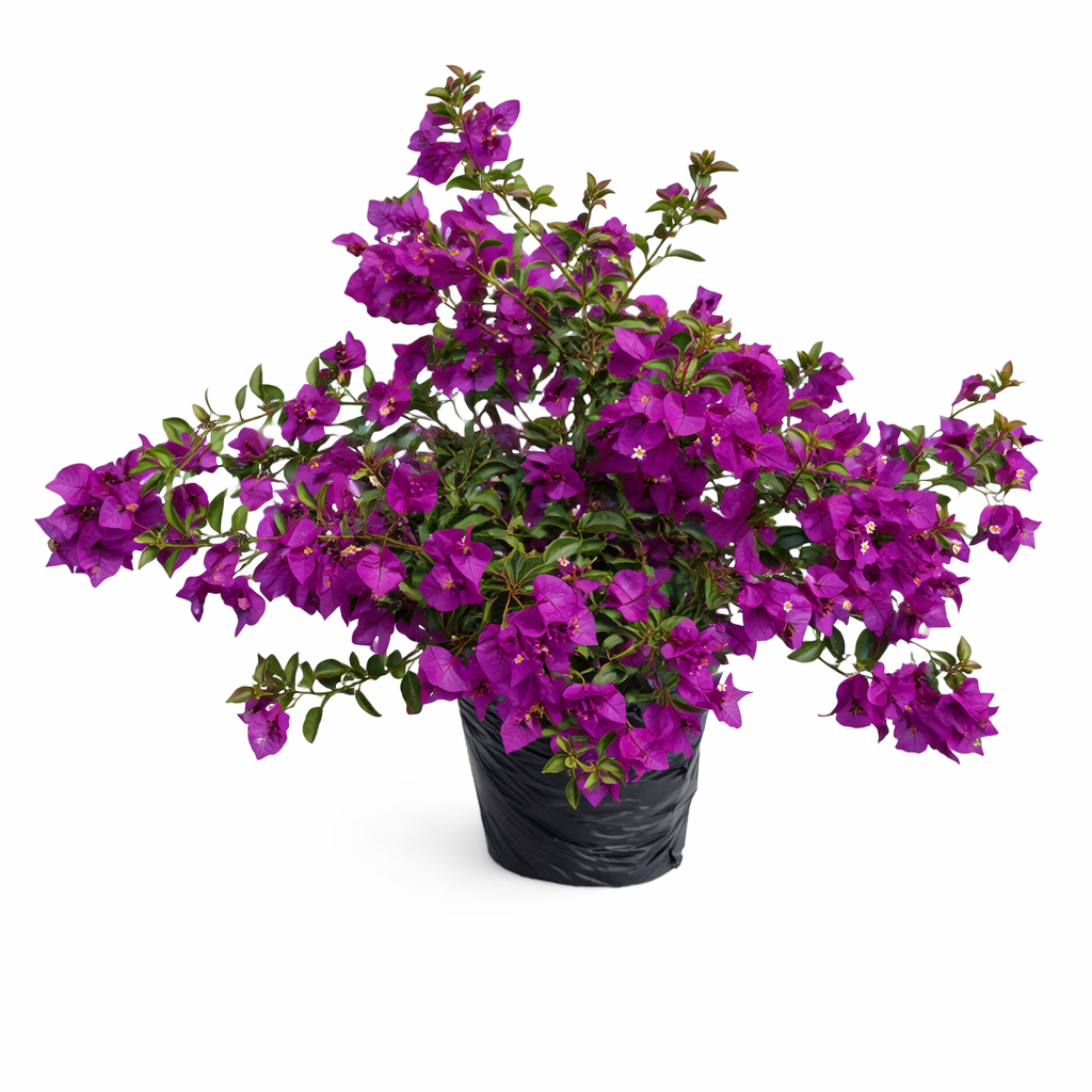 Buganbil variegado surtido