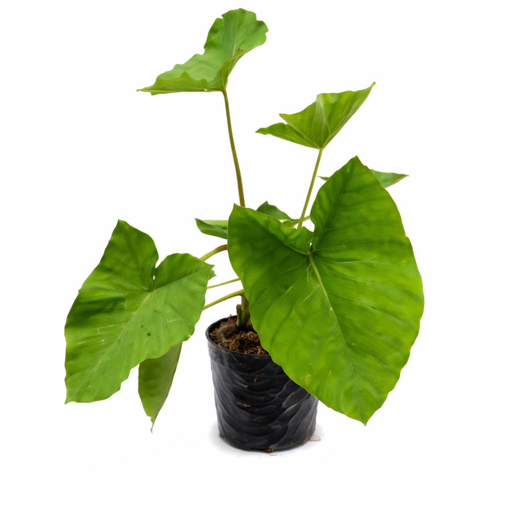 Bore verde