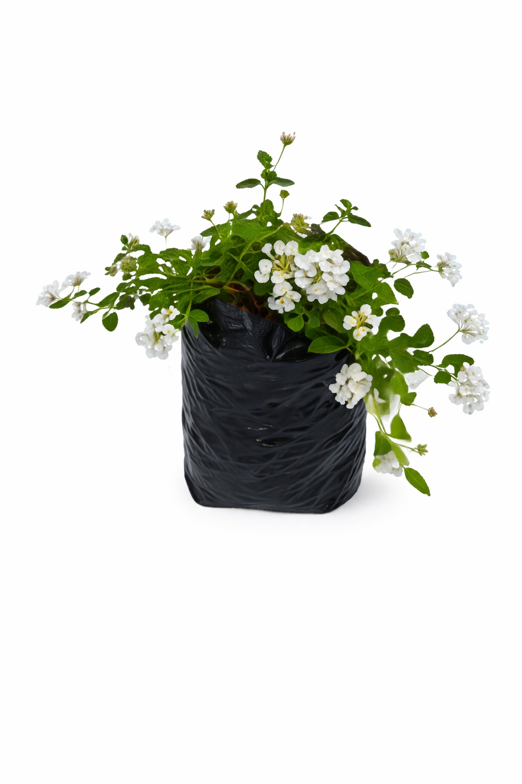 Lantana rastrera