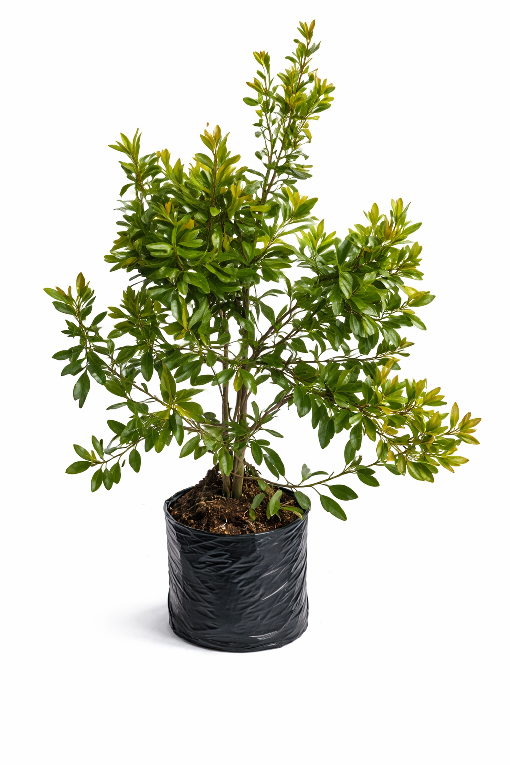 Laurel de cera