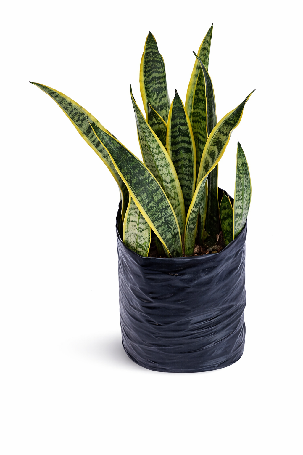 Lengua de suegra variegada