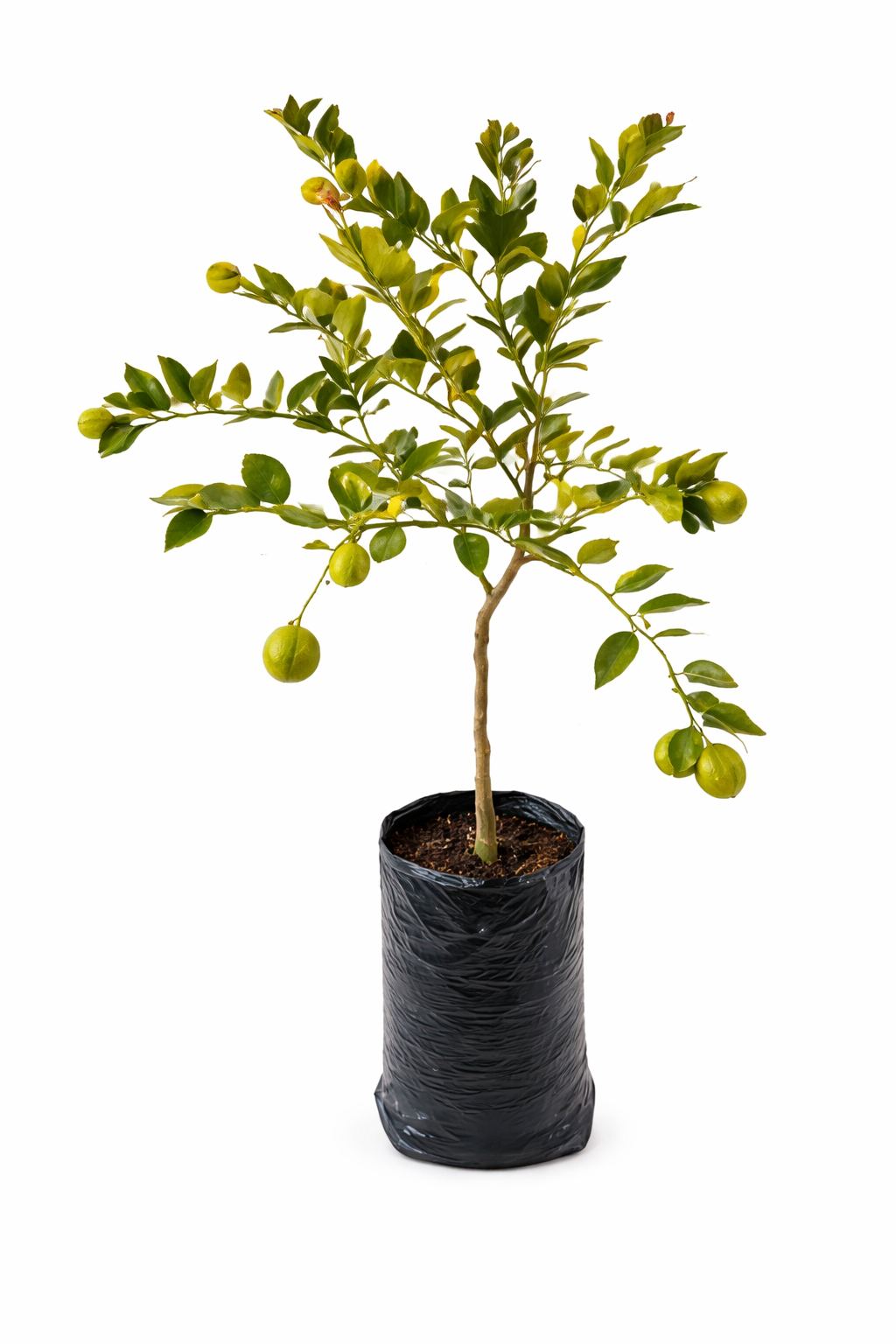 Limon rayado