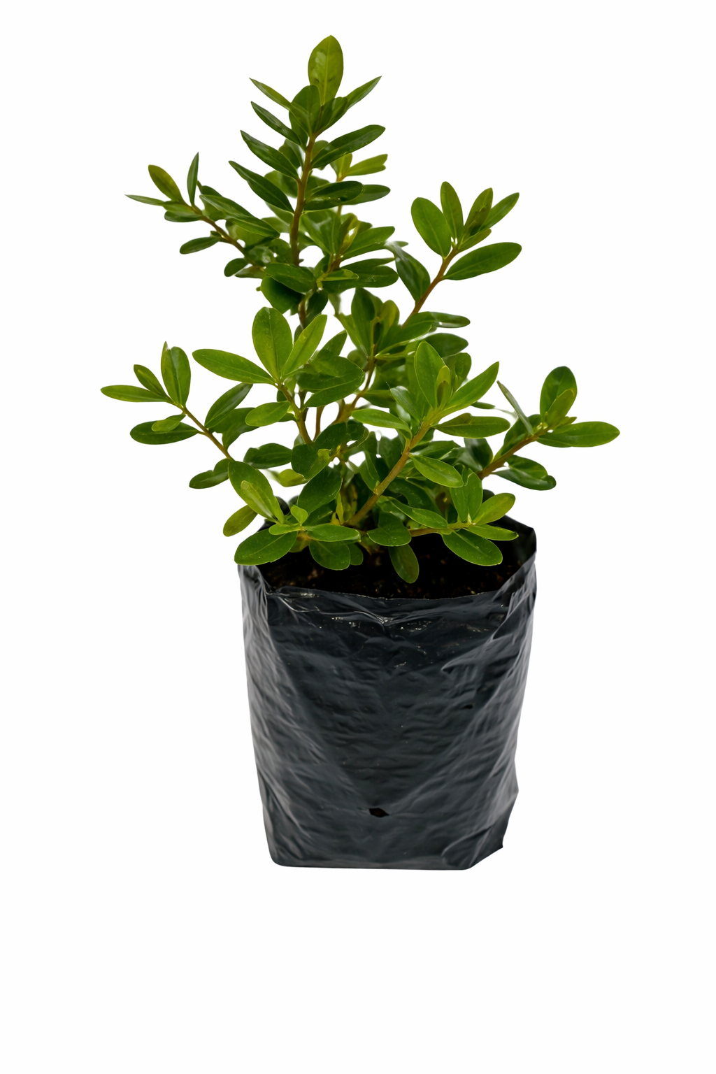Hebe verde