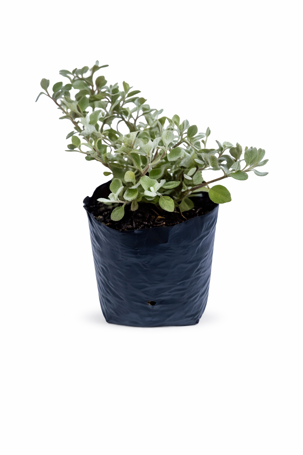 Helicrisum