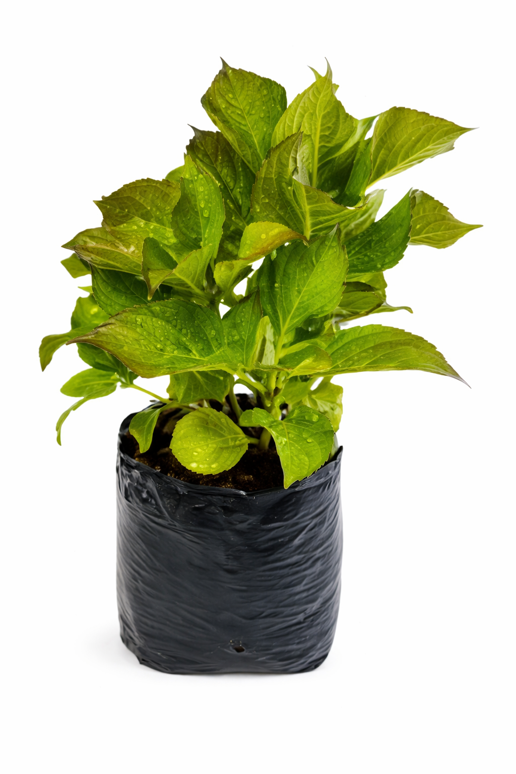 Hortensia comun