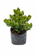 Jade hoja grande