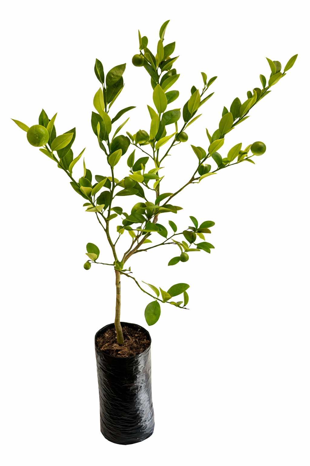 Limon tahiti