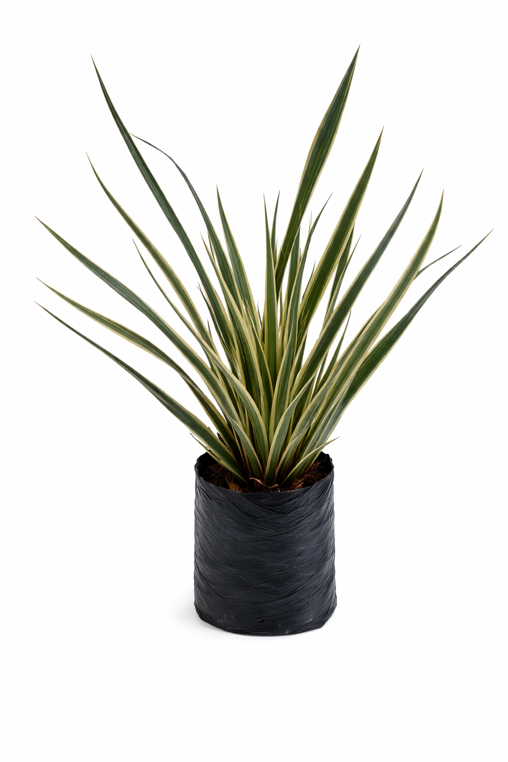 Lino variegado