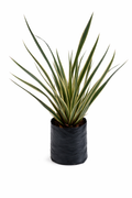 Lino variegado