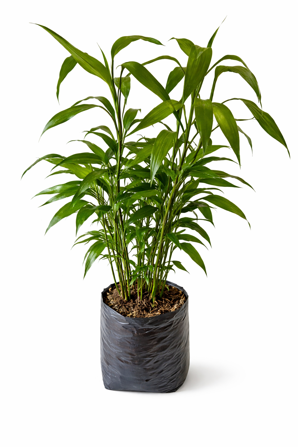 Lucky bamboo verde