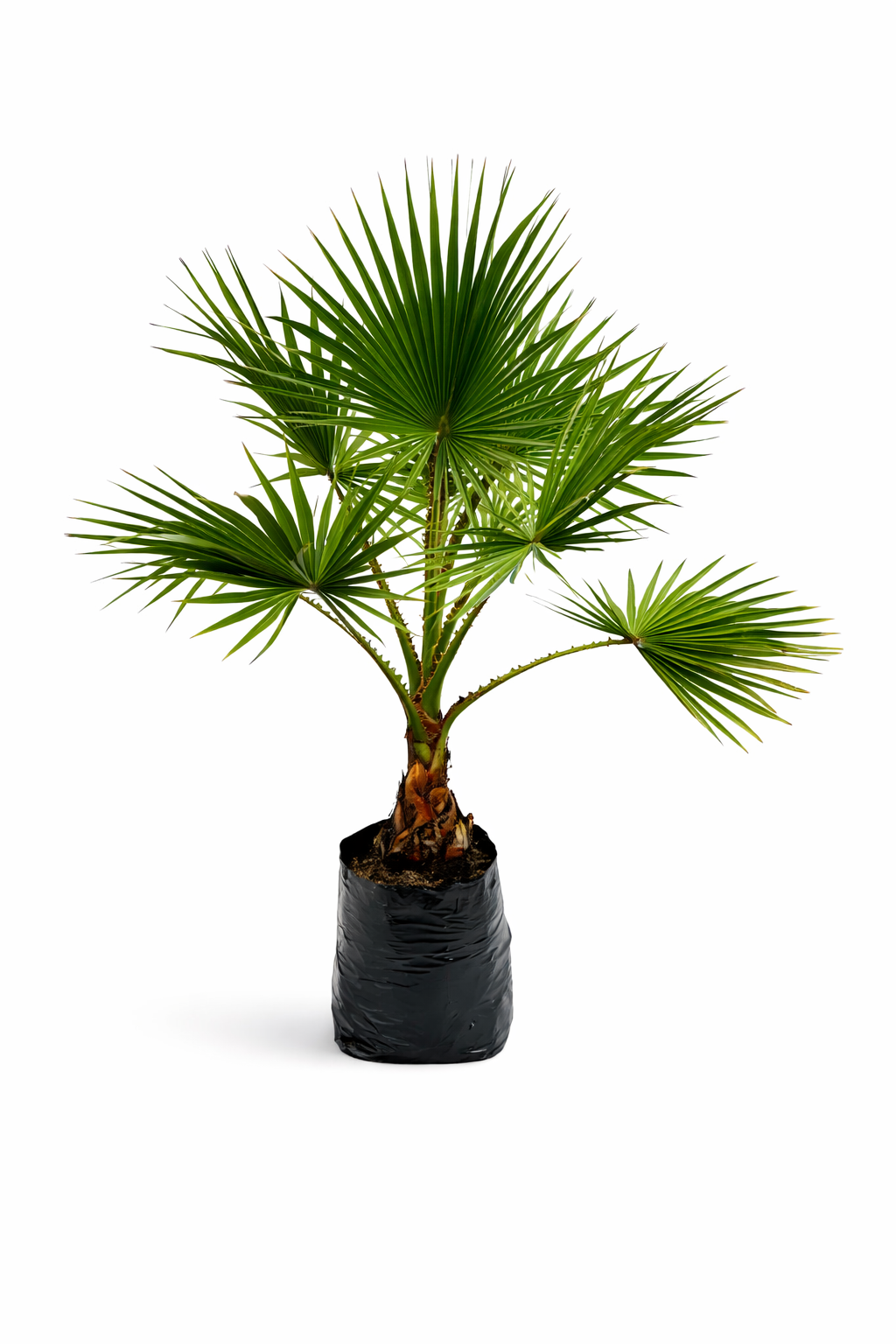 Palma washintgonia