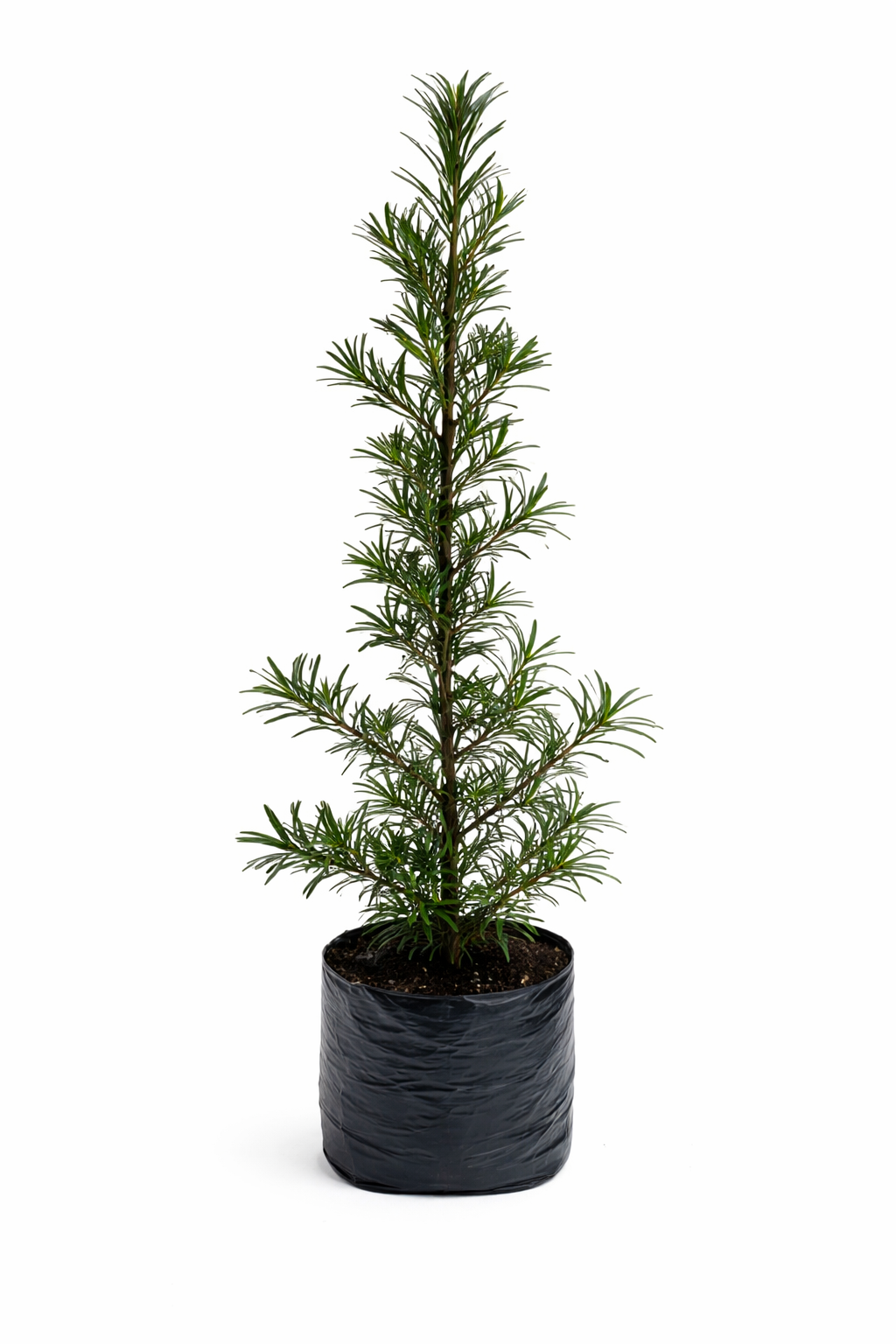 Podocarpus