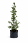 Podocarpus