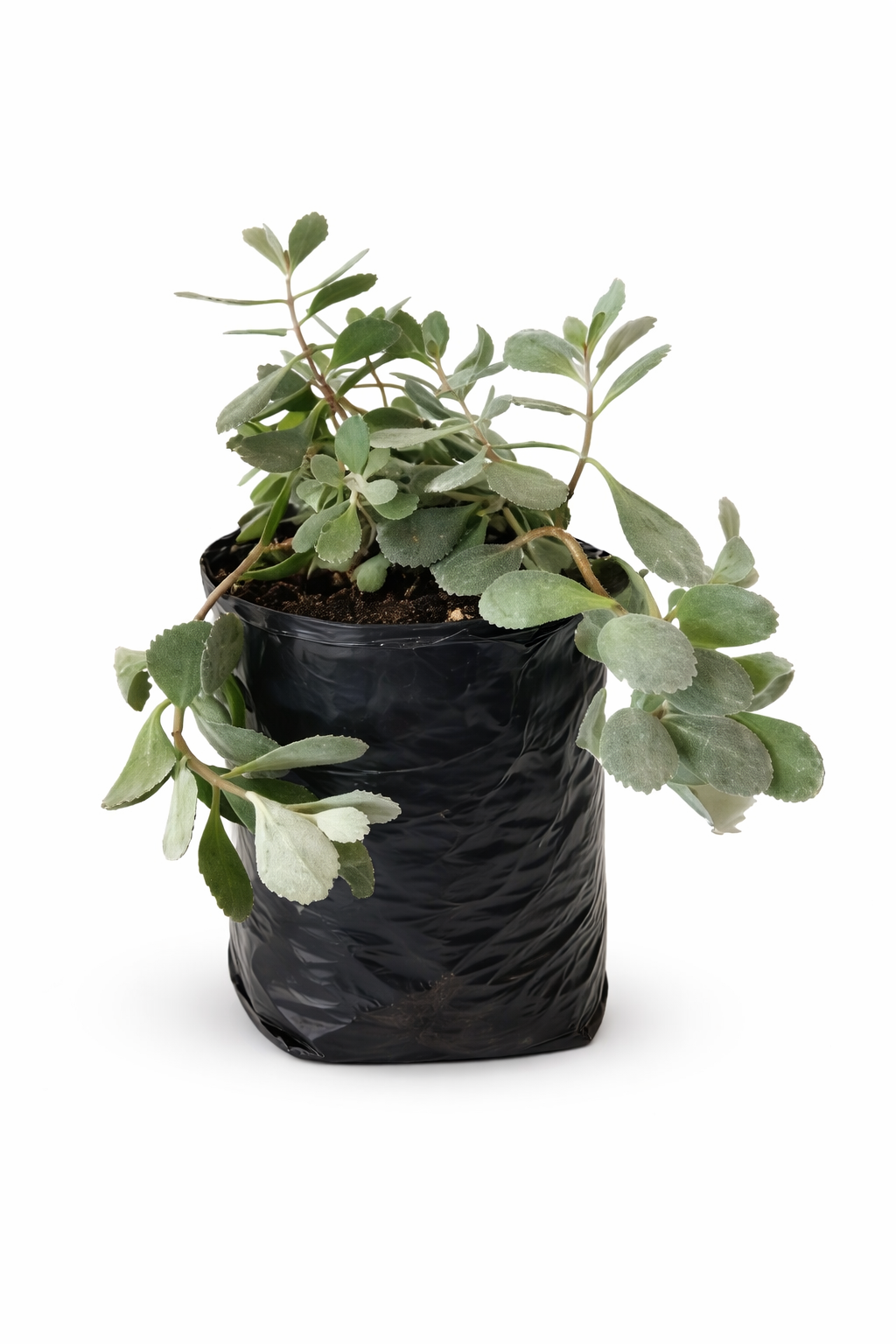 Oregano orejon