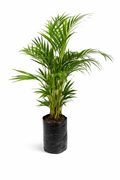 Palma areca