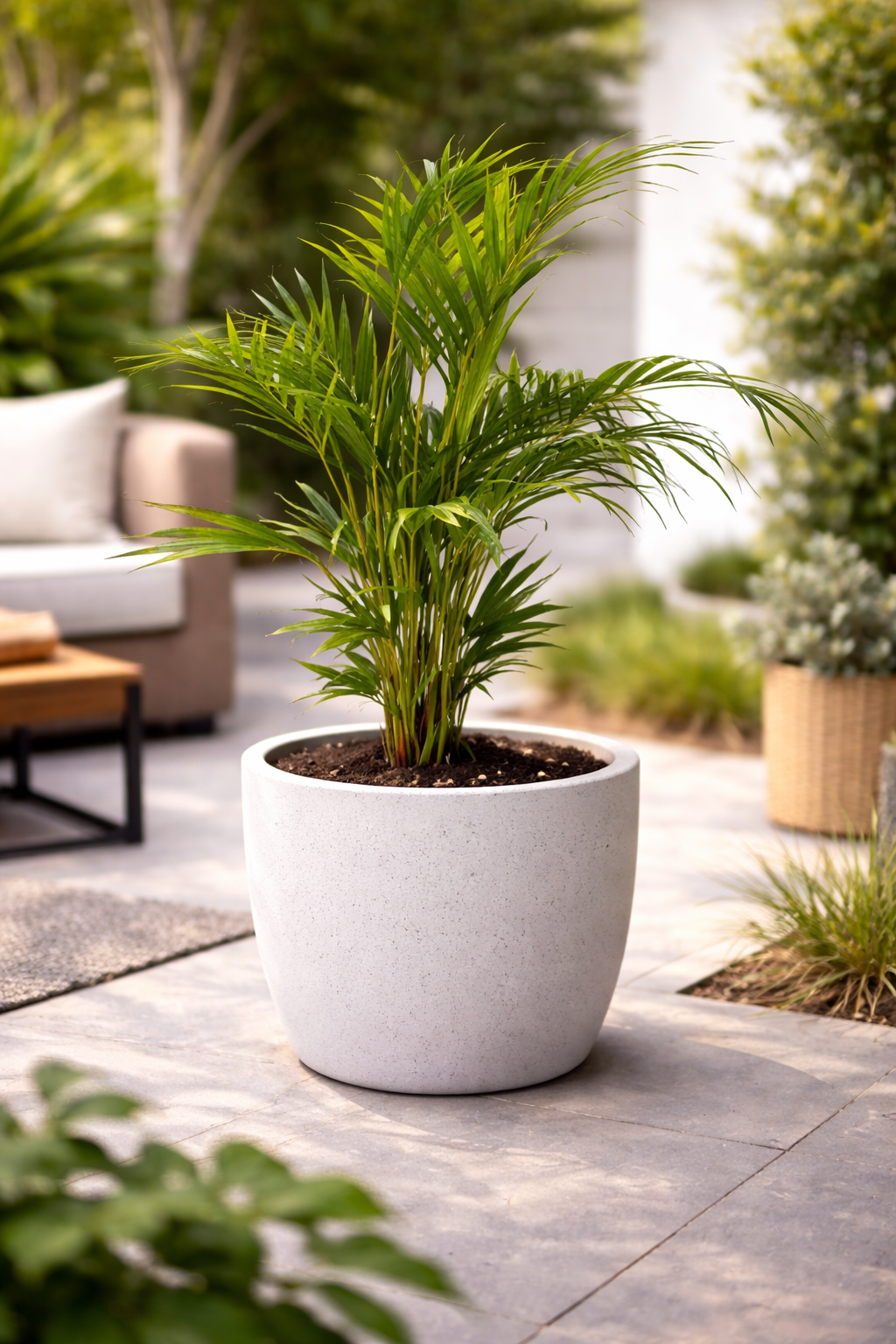 Palma areca