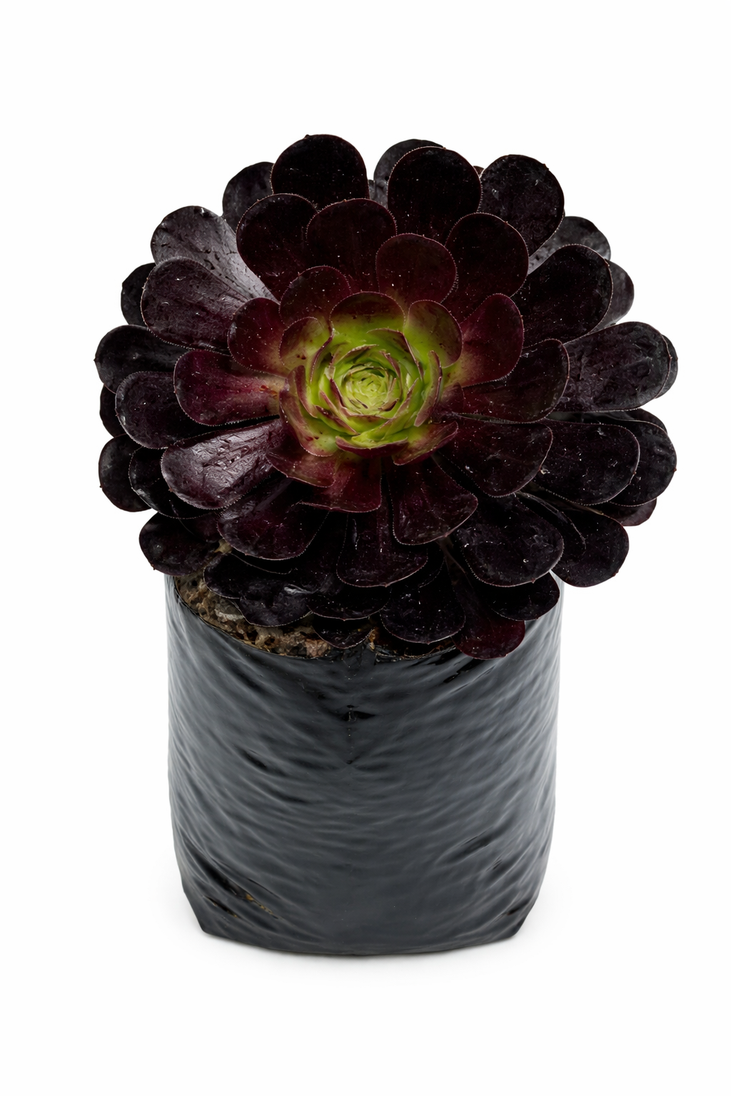 Adeonium morado