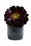 Adeonium morado
