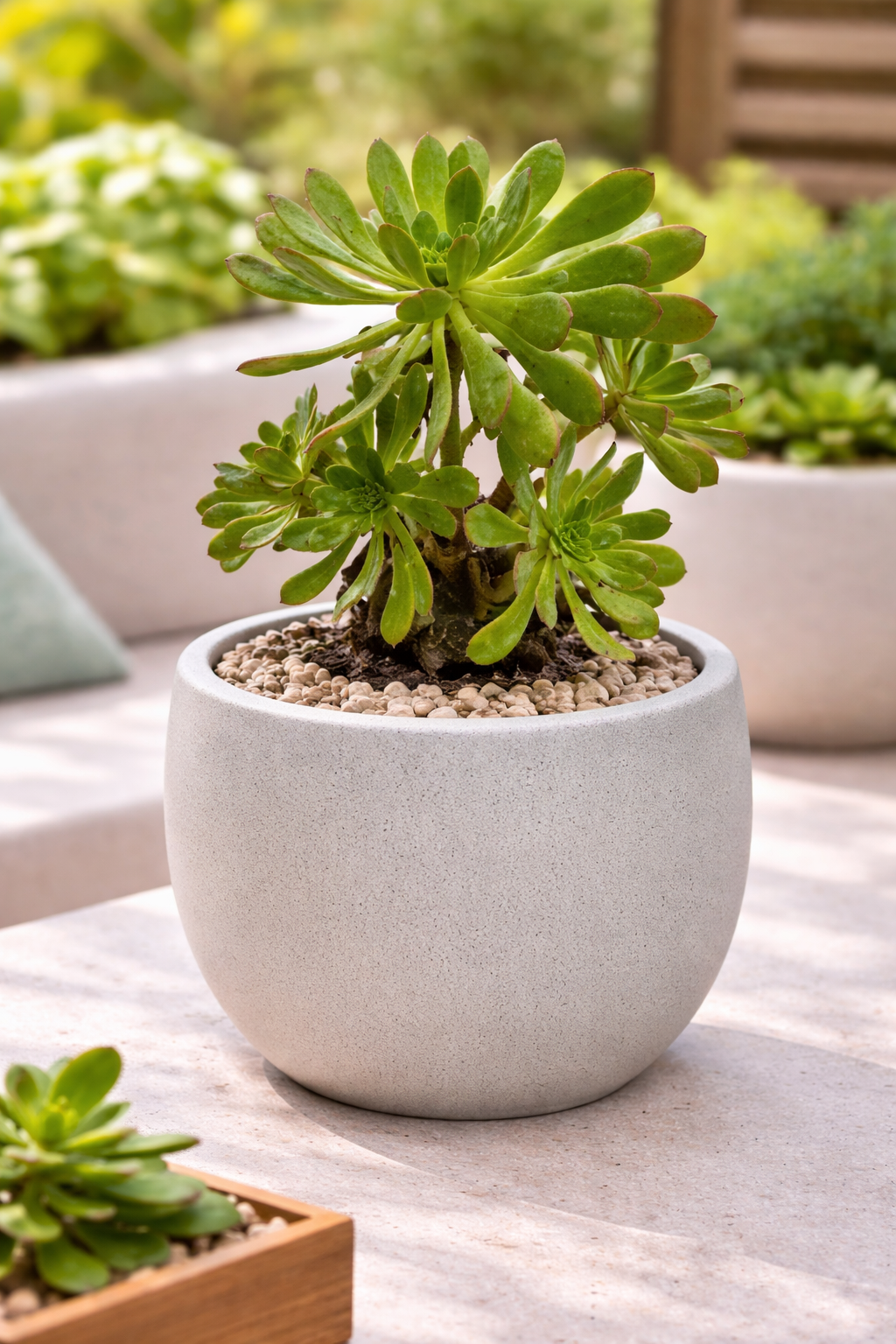 Adeonium verde gris