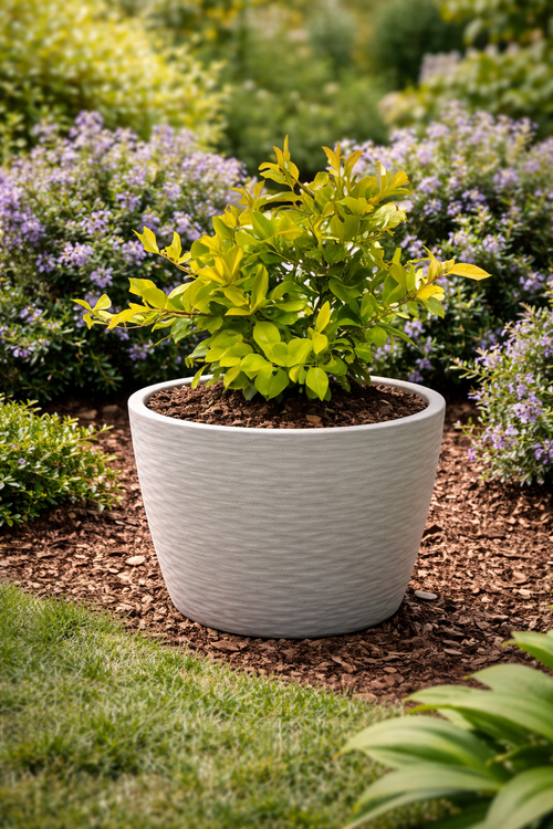 Duranta limon