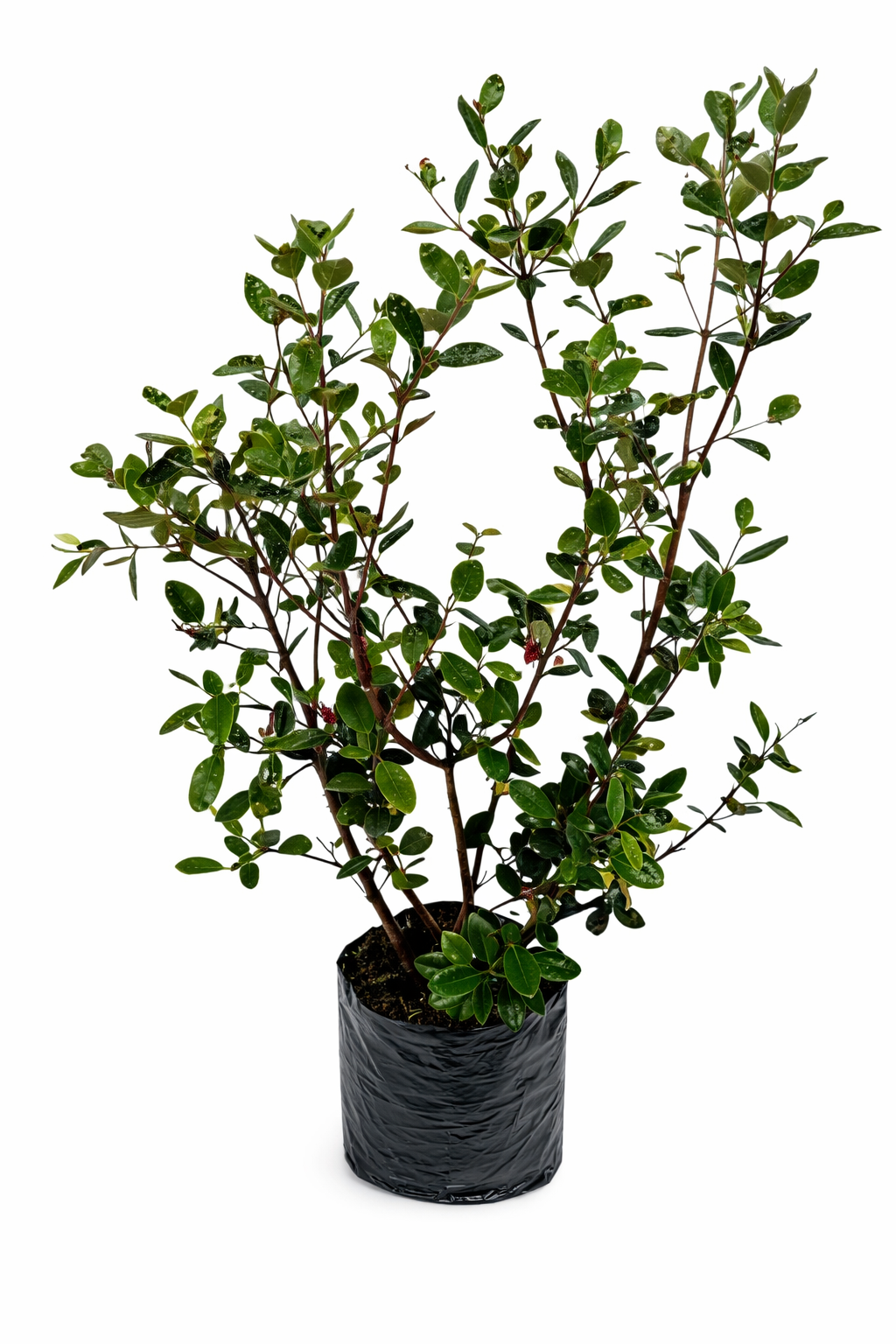 Feijoa