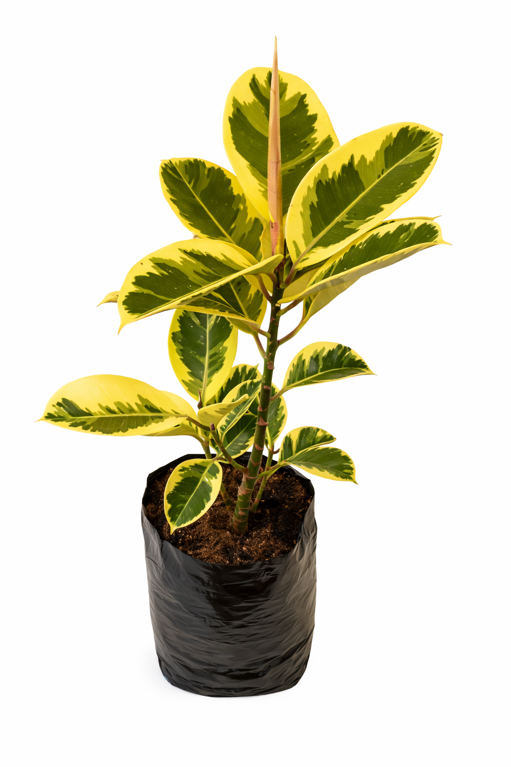 Ficus elastica