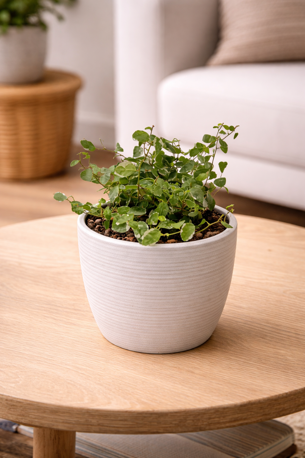 Ficus rastrero