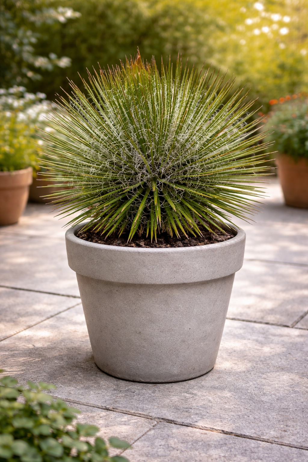 Agave blanco o aguja