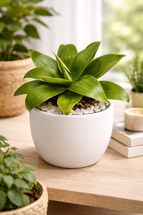 Agave verde liso