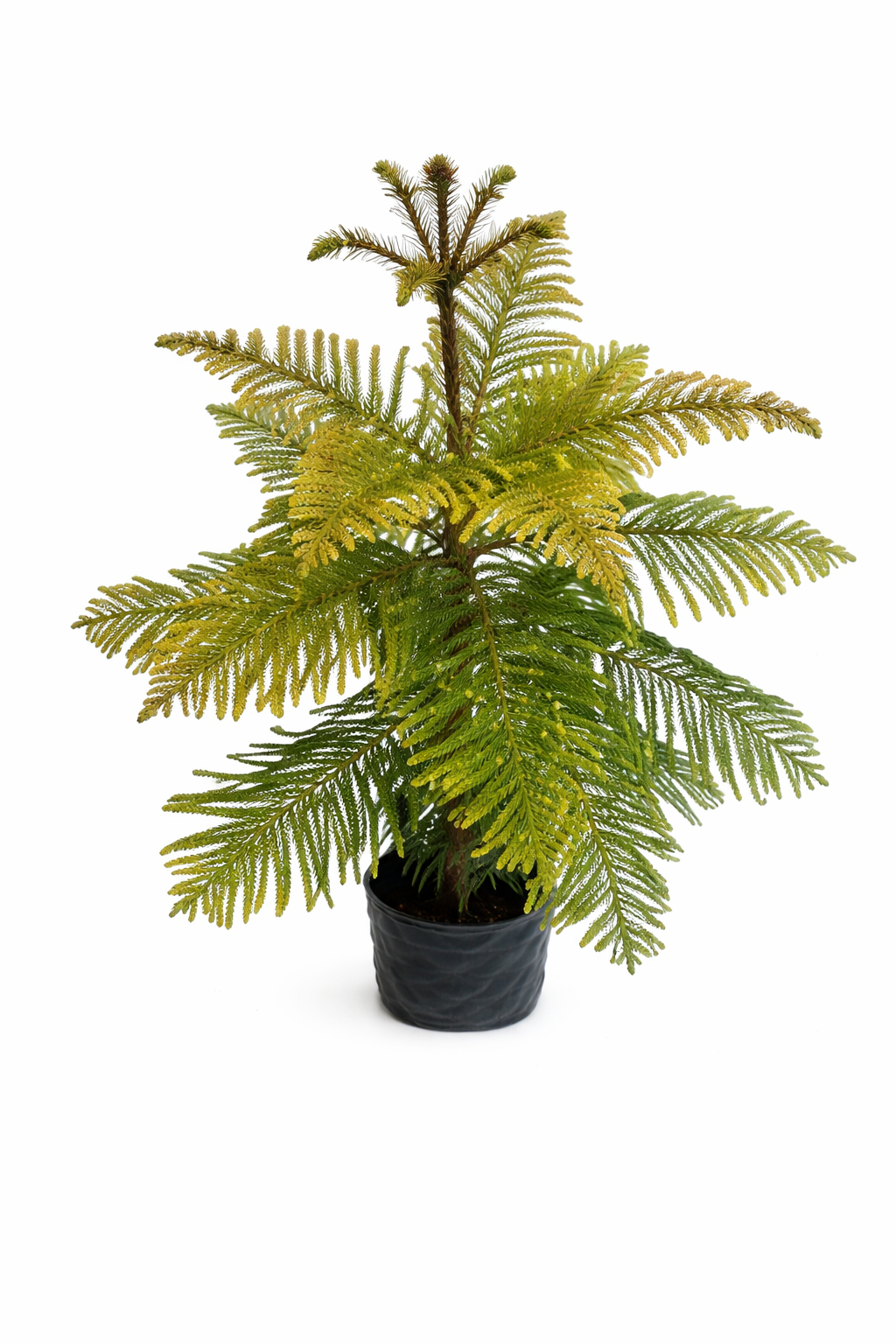 Araucaria