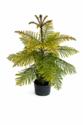 Araucaria