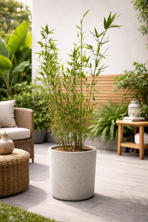 Bambu