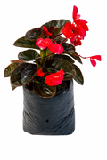 Begonia big o pichon