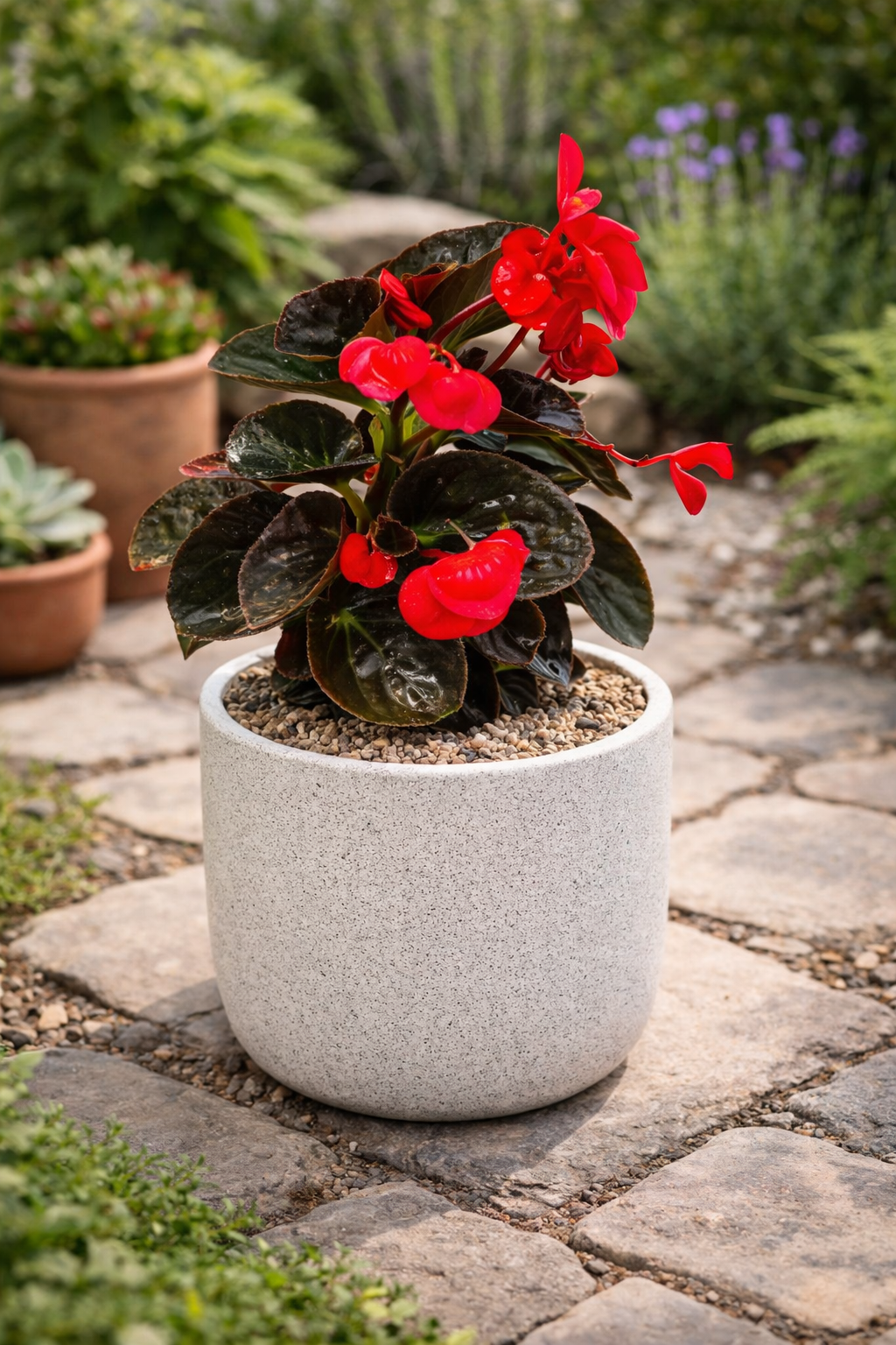 Begonia big o pichon