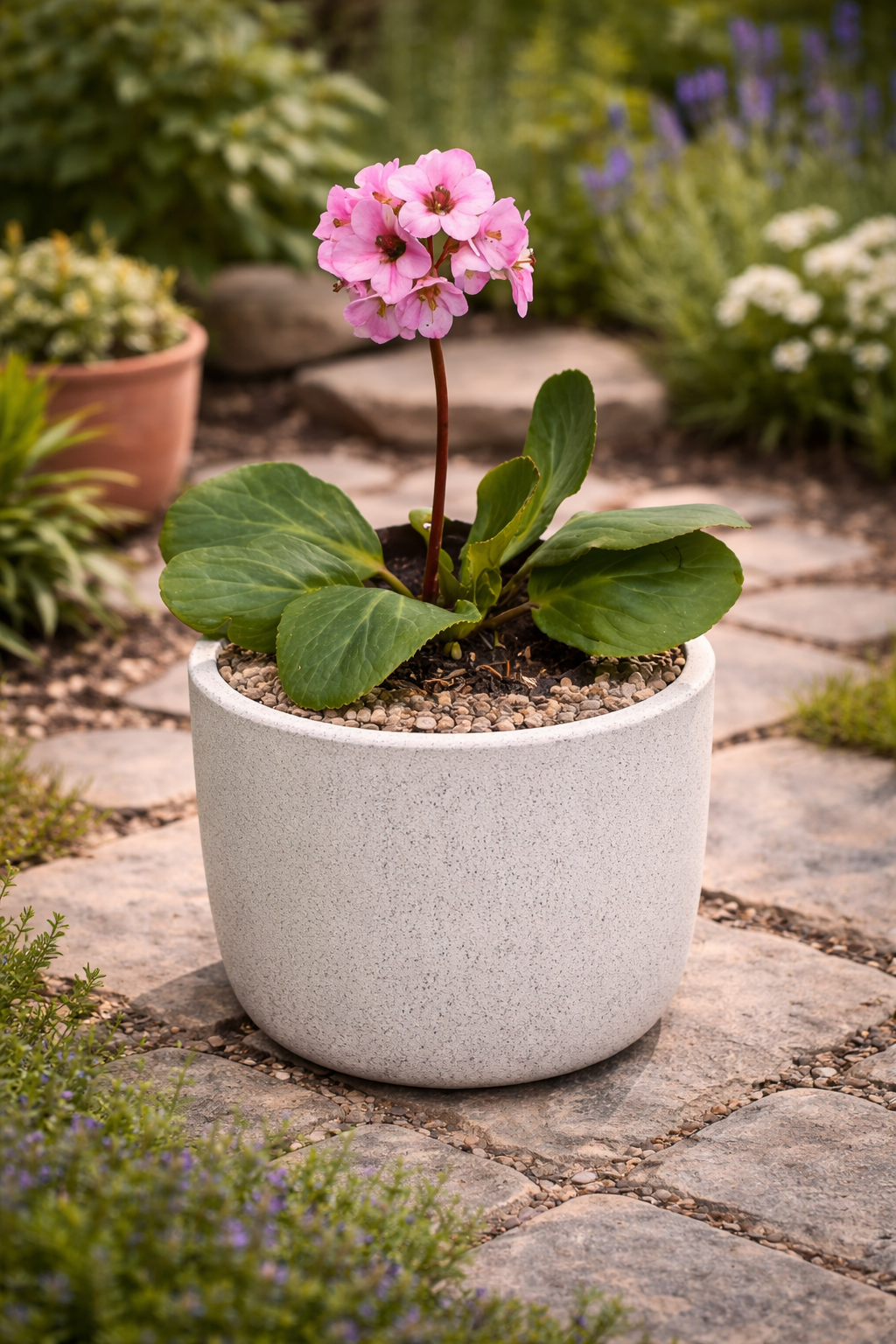 Bergenia