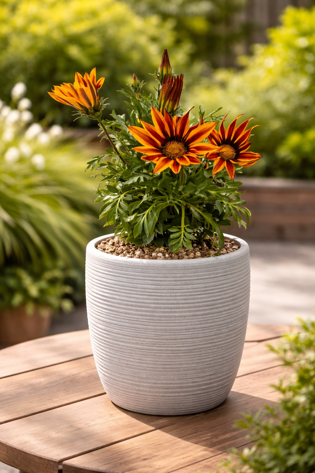 Gazania