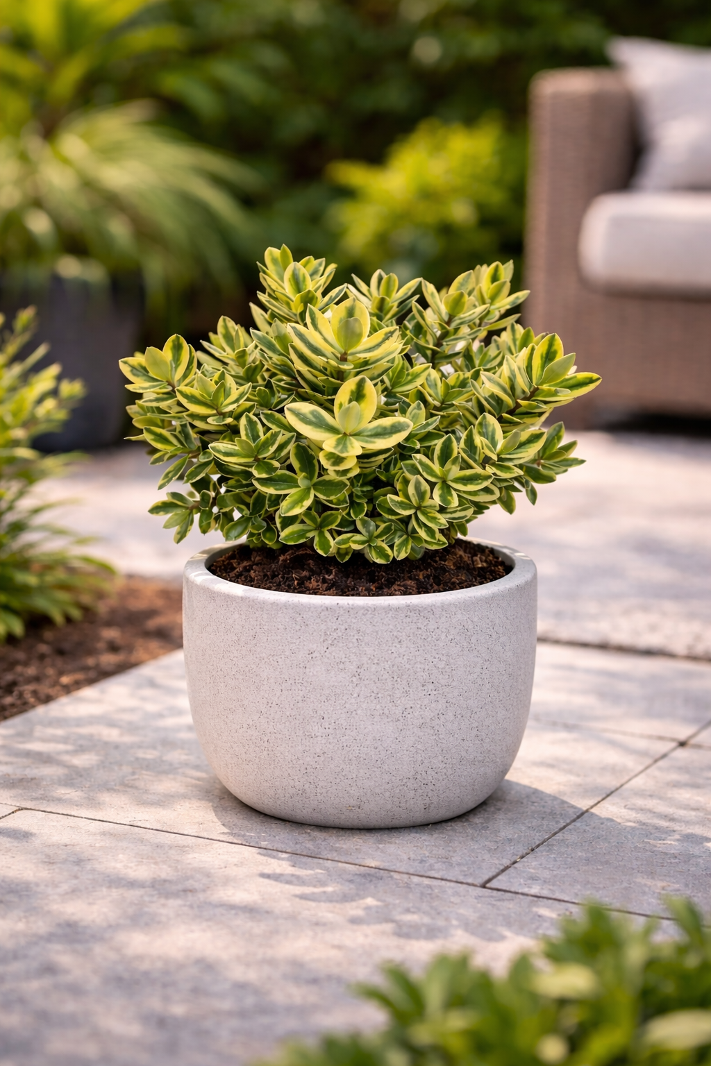 Hebe variegado