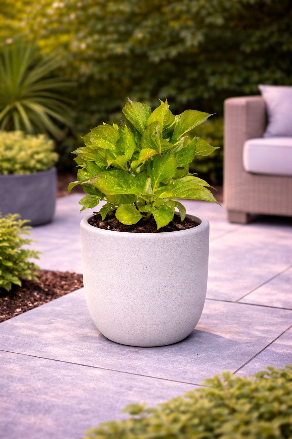 Hortensia comun
