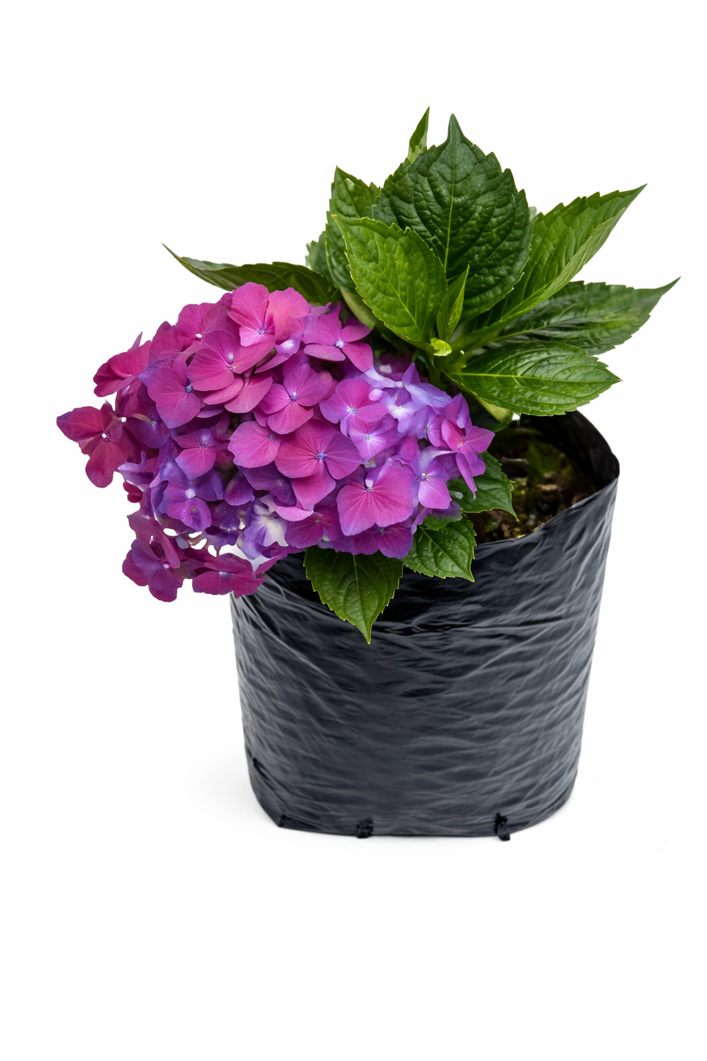 Hortensia holandesa
