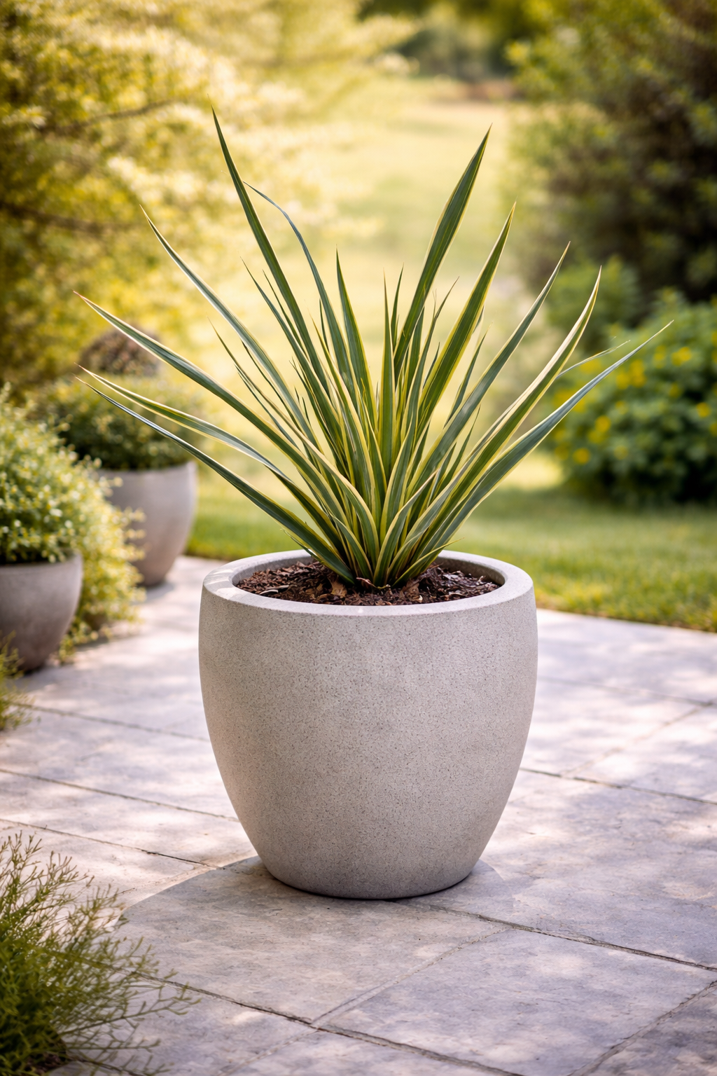 Lino variegado