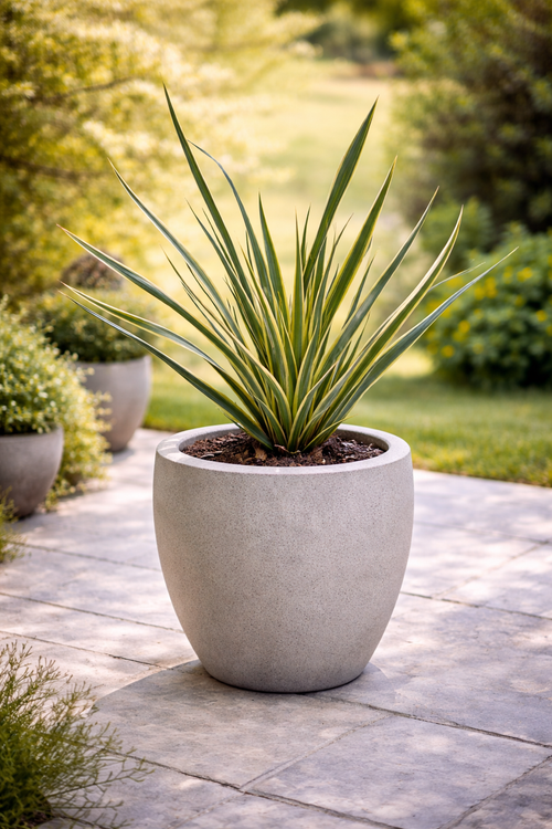Lino variegado