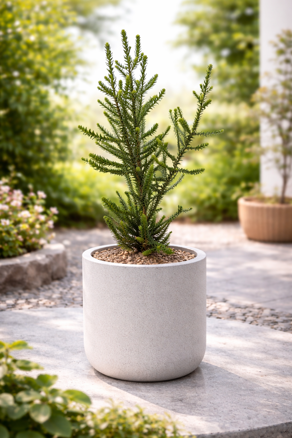 Melaleuca crucifolia