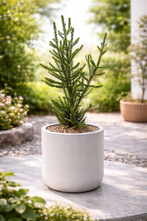 Melaleuca crucifolia