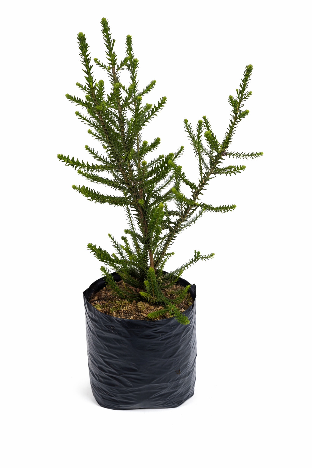 Melaleuca crucifolia