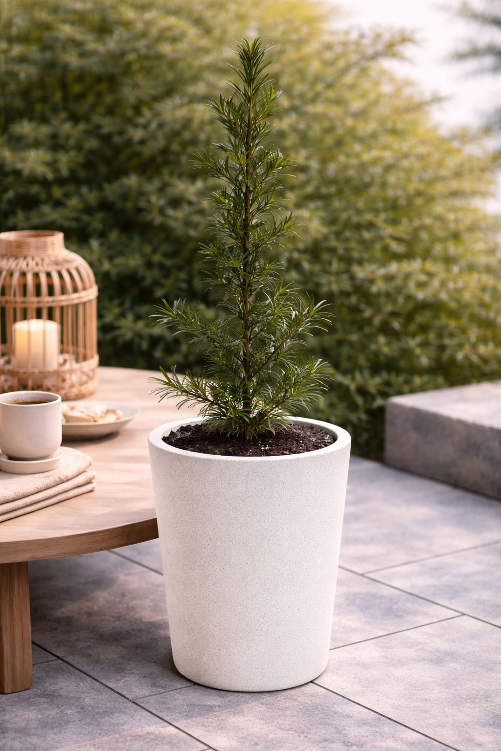 Podocarpus