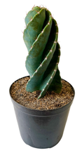 Cactus tornillo